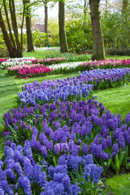 Bahar bahçe Keukenhof, Hollanda, mavi ve mor sümbül çiçek.