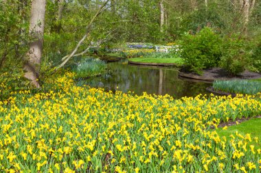Bahar çiçekleri Hollandalı bahar bahçe Keukenhof, Lisse, Hollanda.