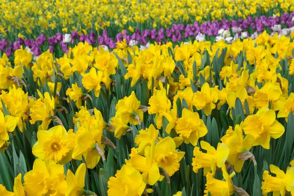 Lente bloemen gele Daffodil — Stockfoto