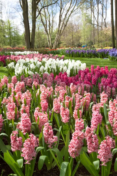 Tavaszi kert Keukenhof. Hollandia. — Stock Fotó
