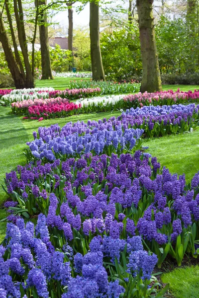 Blaue und lila Hyazinthenblüten im Frühlingsgarten Keukenhof, Niederlande. — Stockfoto