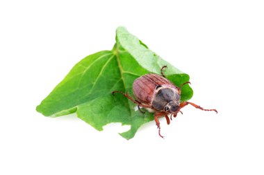 Cockchafer veya hata (baktım baktım olabilir)