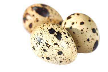 bıldırcın yumurtası