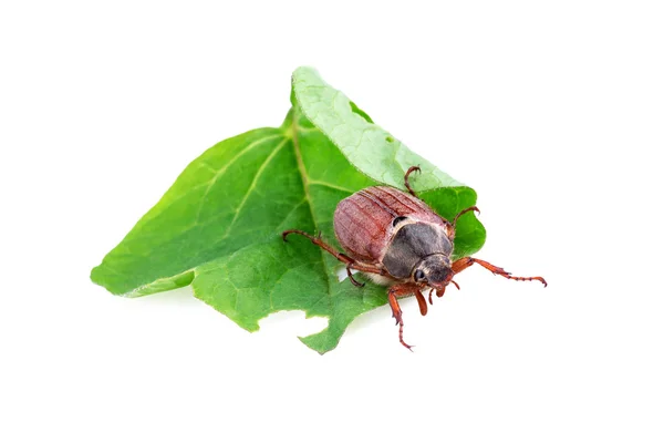 Cockchafer or may bug (Melolontha melolontha) — Stock Photo, Image