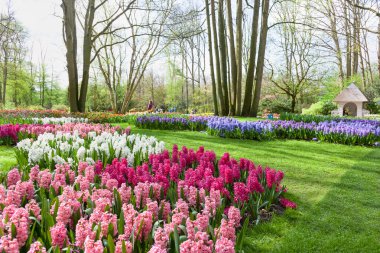 Flamanca Bahçe Keukenhof bahar çiçekleri