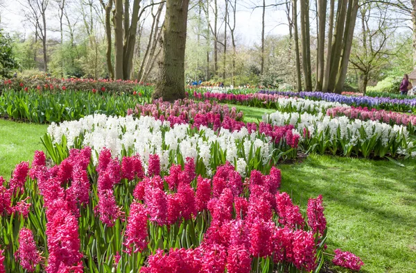 Tavaszi virágok a tulipán kert Keukenhof, Hollandia — Stock Fotó