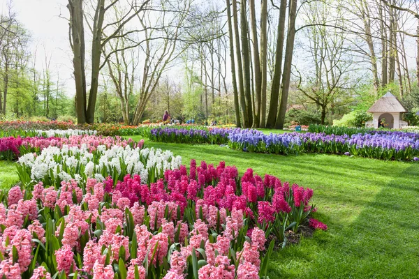 Tavaszi virágok a Keukenhof kert holland — Stock Fotó