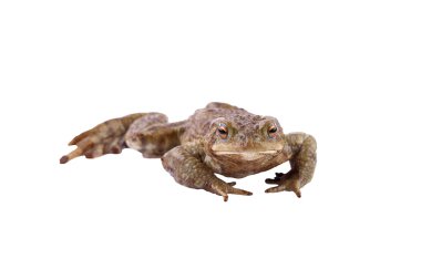 Ortak kurbağa ya da Avrupa Kurbağa (Bufo bufo)