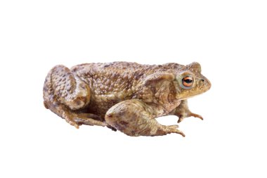 Common toad or european toad (Bufo bufo) clipart