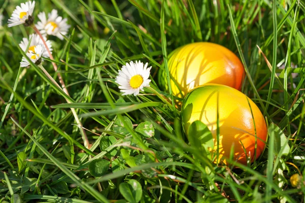 Easter Eggs hidden in green grass — Stock Photo, Image