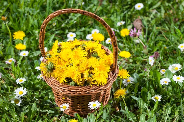 Korb mit Löwenzahnblüten — Stockfoto