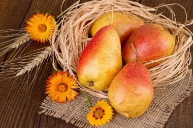 Ripe Pears - Autumn Still Life