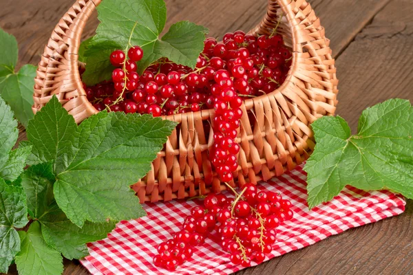 Redcurrant on red checkered tablecloth — Stockfoto