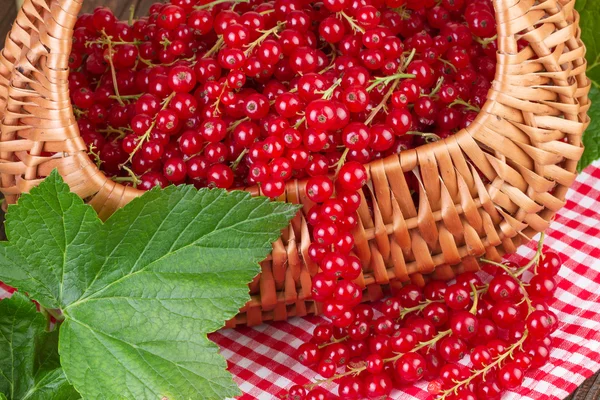 Korg full av röda vinbär med gröna blad på röd rutig bordsduk — Stockfoto