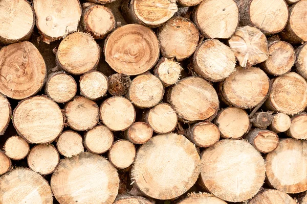 Firewood stacked — Stock Photo, Image