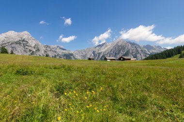 Dağ manzarası ile çiçek çayır Alpleri'nde. Avusturya, Walderalm.