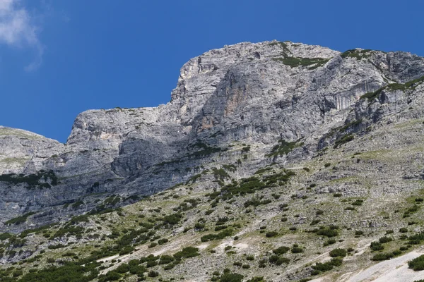개 머리 산입니다. 오스트리아, Hinterhornalm, 롤 — 스톡 사진