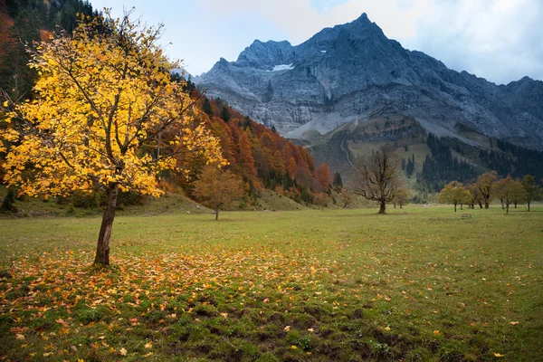 Осінній гірський краєвид в Альпах з клена дерева, Austria.Tirol — стокове фото