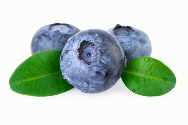 Blueberries isolated — Stock Photo, Image