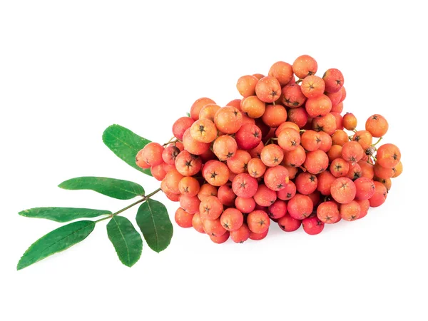 ナナカマド (セイヨウナナカマド) の果実と葉を白で隔離 — ストック写真
