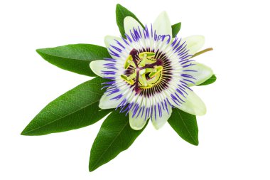 Tutku çiçek (passiflora)
