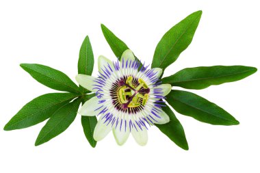 Tutku çiçek Passiflora izole kırpma yolu