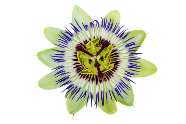 Passion Flower Passiflora izolované Ořezová cesta zahrnuté — Stock fotografie