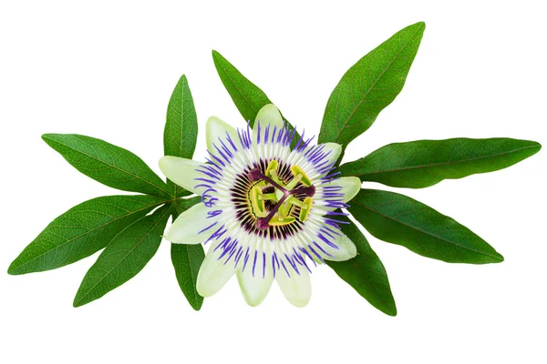 Passion Flower Passiflora izolované Ořezová cesta zahrnuté — Stock fotografie