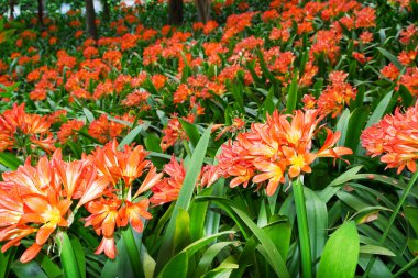 Tropikal Bahçe Monte Palace Clivia bitkilerin çiçeklenme. Funchal, Madeira Adası.