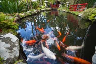 Tropical Garden Monte Palace, Lake with Koi fish. Funchal, Madeira, Portugal