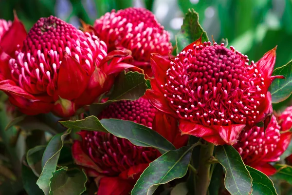 Madeira çiçekler, Gembrook Telopea (Waratah Speciosissima).