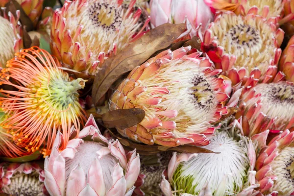 Цветы Протея. Король Протея (Protea cynaroides). Мадейра, Португалия . — стоковое фото