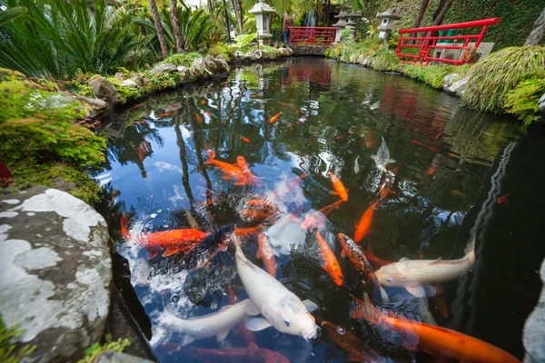Tropical Garden Monte Palace, Lago con peces Koi. Funchal, Madeira, Portugal —  Fotos de Stock