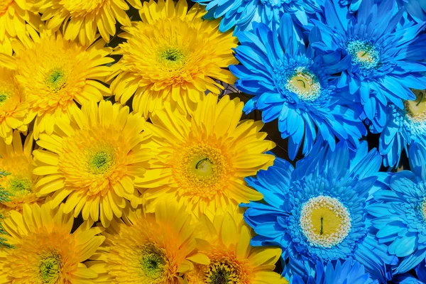 Blauwe en gele gerbera bloemen decoratie — Stockfoto