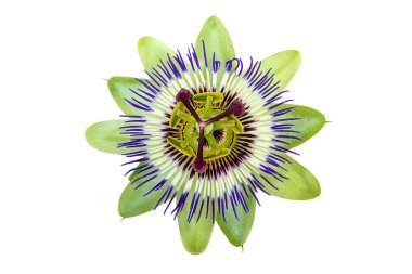 Passiflora çiçek üzerinde beyaz izole