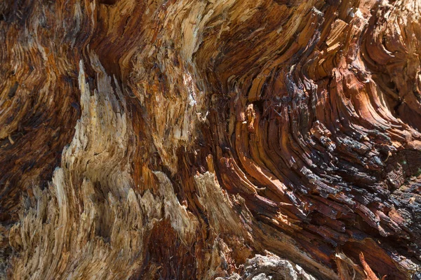 Old wood or rotten tree texture — Stock Photo, Image