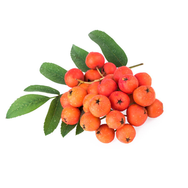 Rowan berries isolated