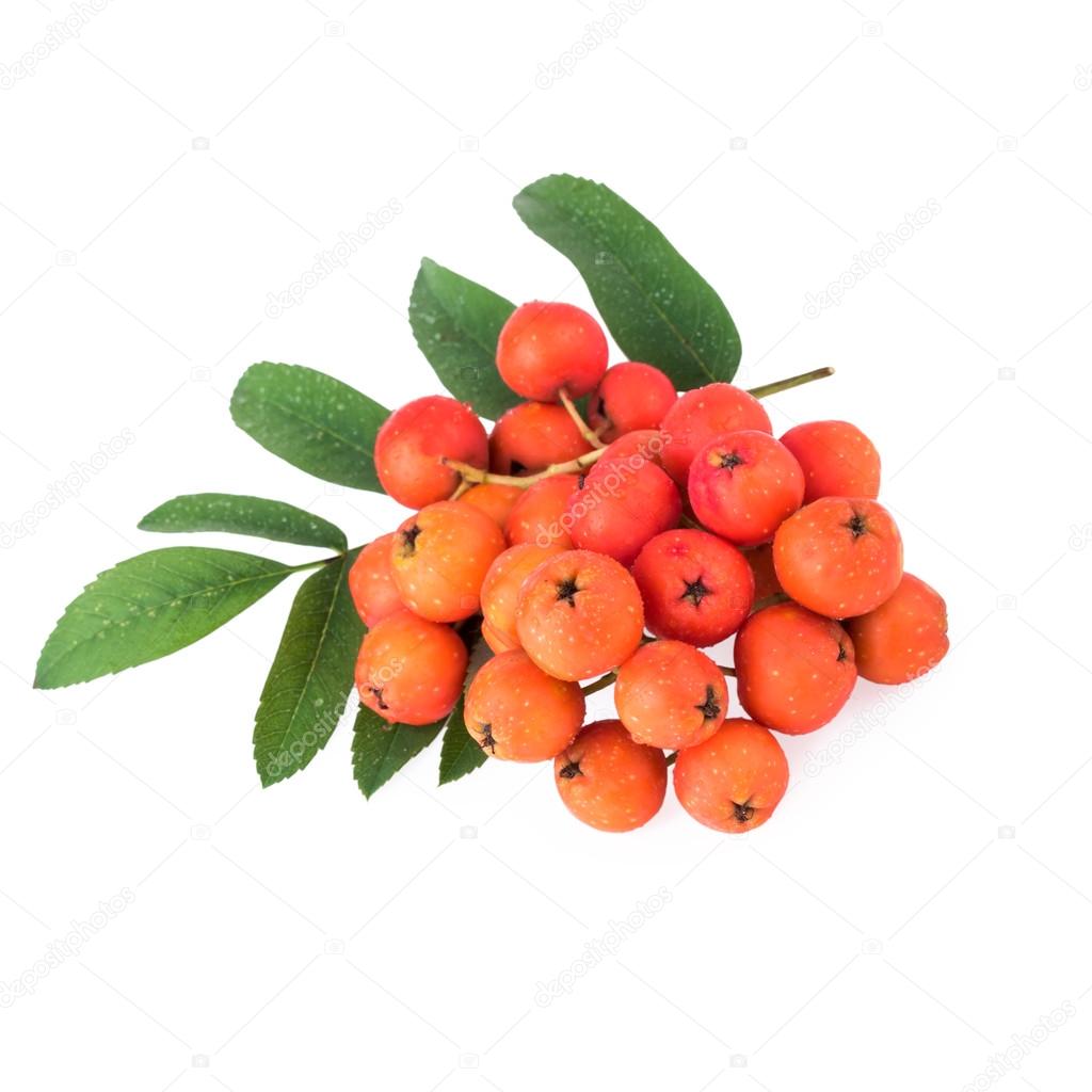 Rowan berries isolated