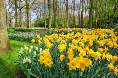 Flamanca Bahçe Keukenhof bahar çiçekleri,