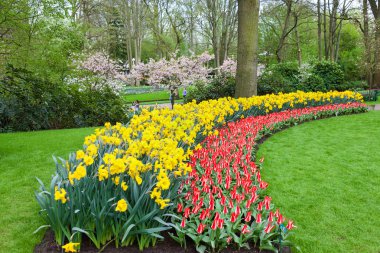 Flowerbed Keukenhof Bahçe, Hollanda