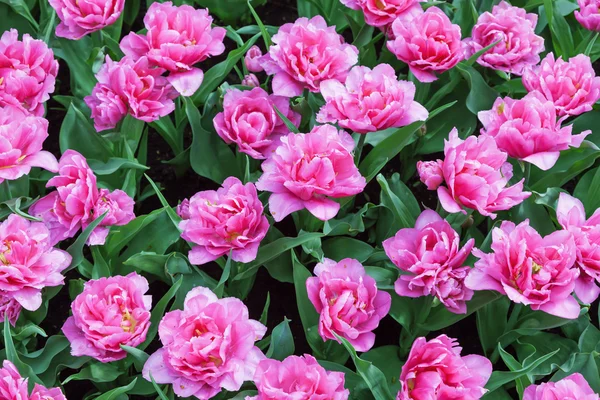 Roze tulpen, Keukenhof tuin — Stockfoto