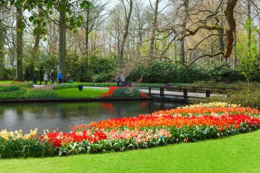 Lale Keukenhof çiçek bahçesinde, Nertherlands.