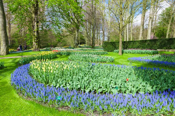 Flowers Garden Keukenhof, Netherlands — Stock Photo, Image