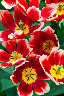 Kırmızı-sarı laleler yakın çekim