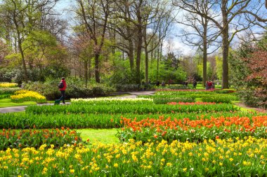 keukenhof bahçesinde bahar çiçekleri