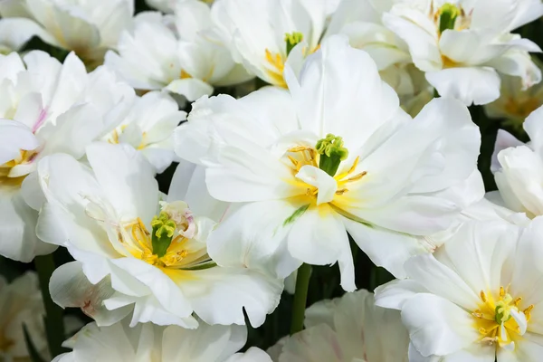 Witte tulpen close-up — Stockfoto