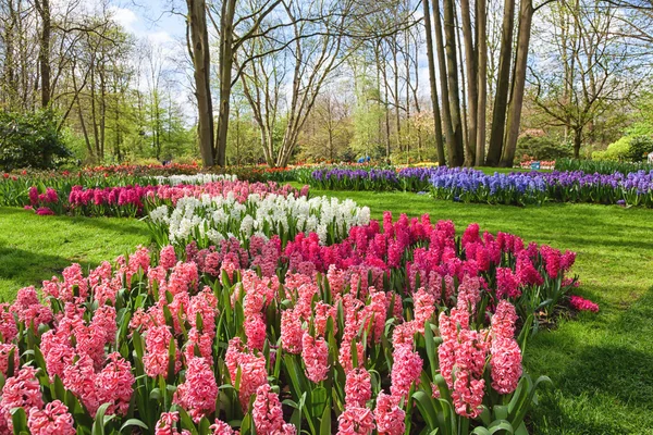 Springtime in Keukenhof Gardens — Stock Photo, Image