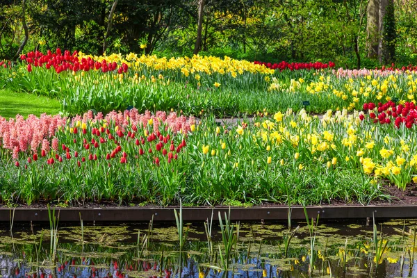 Tavaszi virágok tükröződik a víz — Stock Fotó
