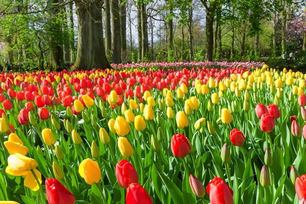 Tulipani rossi e gialli aiuola — Foto Stock