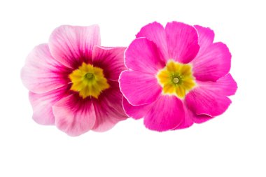 Pembe bahar çiçekleri Primula Primrose Closeup izole